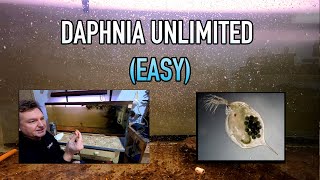 How I Raise Daphnia Water Fleas And You Can Too [upl. by Laurene]