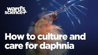 Caring and Culturing for Daphnia [upl. by Ingrim]