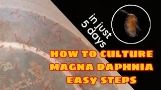 How to Culture Magna Daphnia Easily [upl. by Robers]