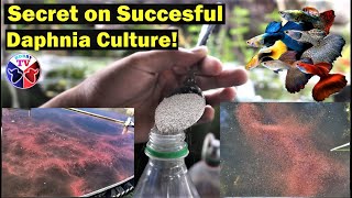 How to Culture Daphnia Successfully [upl. by Leahcin]