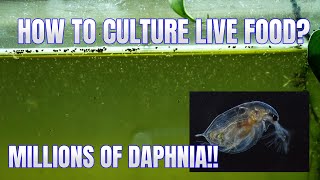 How to Culture Daphnia Secret Method to Breed MILLIONS  Simply Aquatic [upl. by Ennyleuqcaj]