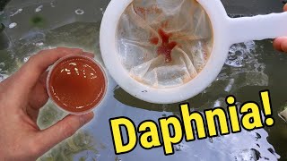 How I Culture Daphnia In Outdoor Tubs [upl. by Eimrej]