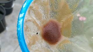 How to culture daphnia moina in a small container Part 1 English Subtitle [upl. by Gnus]