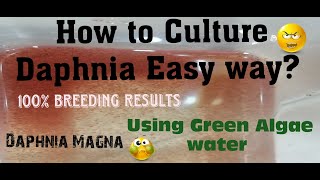 Daphnia MagnaHow to Culture Daphnia Easy wayCulturing Daphnia using Green water Daphnia [upl. by Keavy477]