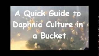 How to culture daphnia outside [upl. by Mella675]