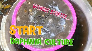 How to culture daphnia moina the easy way 1  Starting the Daphnia culture [upl. by Olshausen]