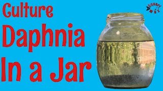 How to Culture Daphnia in a Jar [upl. by Harman650]