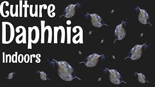 How to Culture Daphnia [upl. by Matthia]