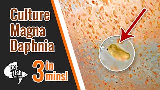 How to culture DAPHNIA MAGNA  The easy way [upl. by Amedeo178]