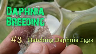 Daphnia Culture made simple and easy 3  Hatching Daphnia eggs [upl. by Keifer]