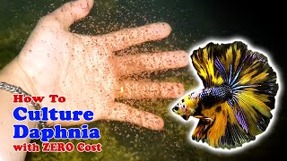 How to Culture Daphnia with ZERO Cost  Unlimited Live Food For Our Fish [upl. by Ambrosia]