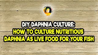 DIY Daphnia Culture How to Culture Nutritious Daphnia as Live Food for Your Fish [upl. by Adolphe]