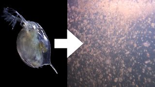 How I Culture Daphnia [upl. by Hadria]