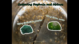 How To Culture Daphnia and Moinas using Green Water Spirulina powder [upl. by Annai]