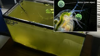 Raising Daphnia for the Freshwater Aquarium [upl. by Pilif]