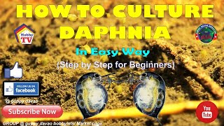 HOW TO CULTURE DAPHNIA In Easy Way [upl. by Ramirolg205]